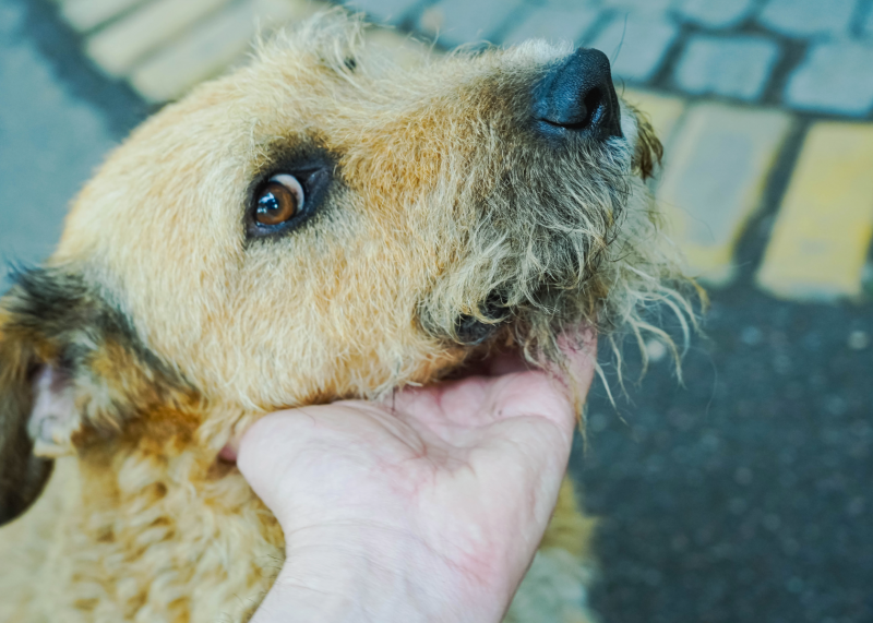 School programme teaches tamariki how to stay safe around dogs