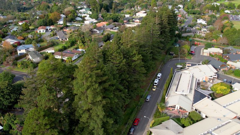 Removal of second redwood stand to begin