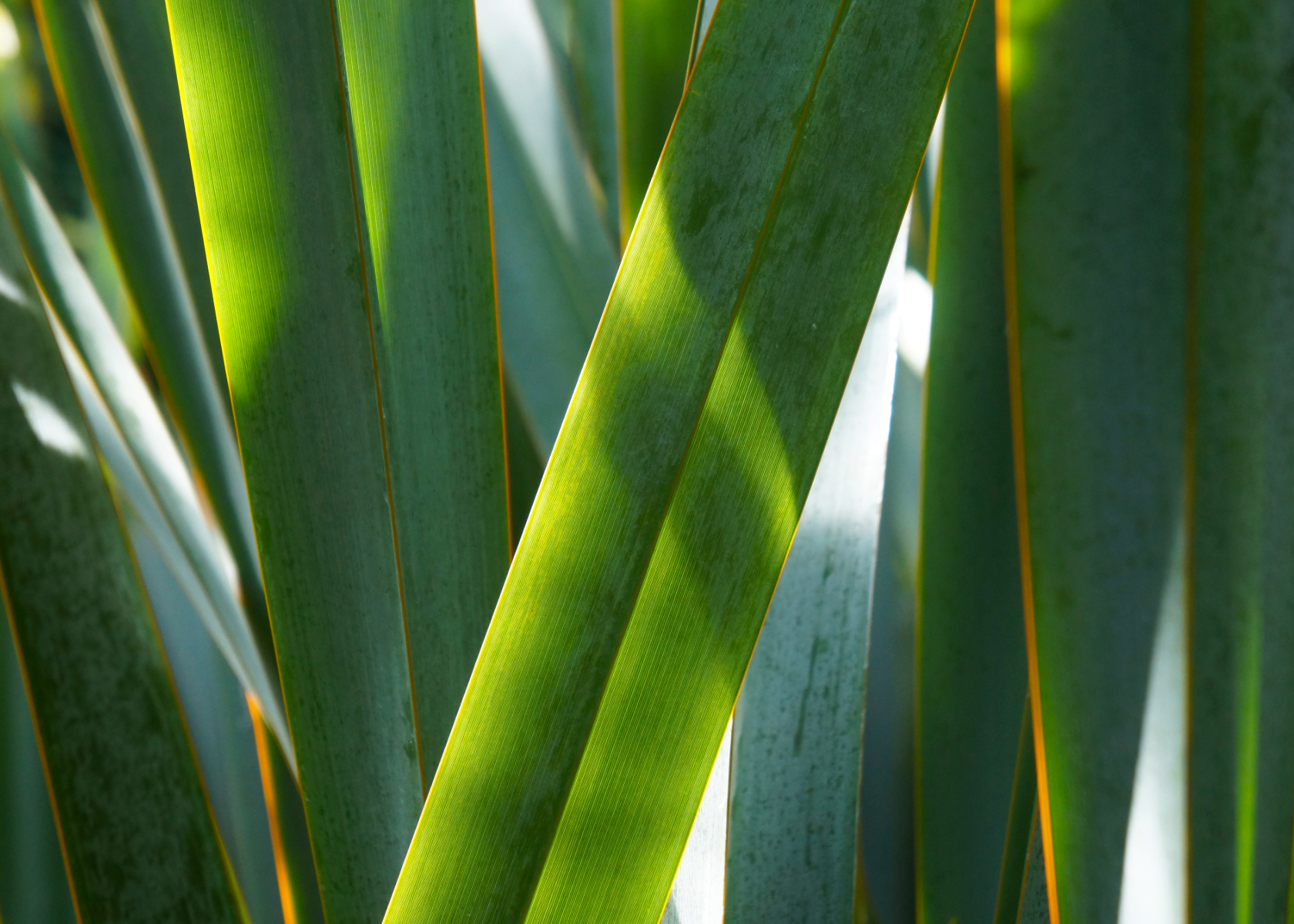 Flax used in Toi Māori