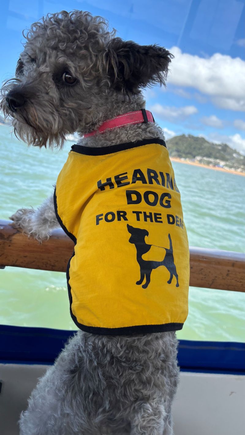 Making a paws-itive difference in the workplace
