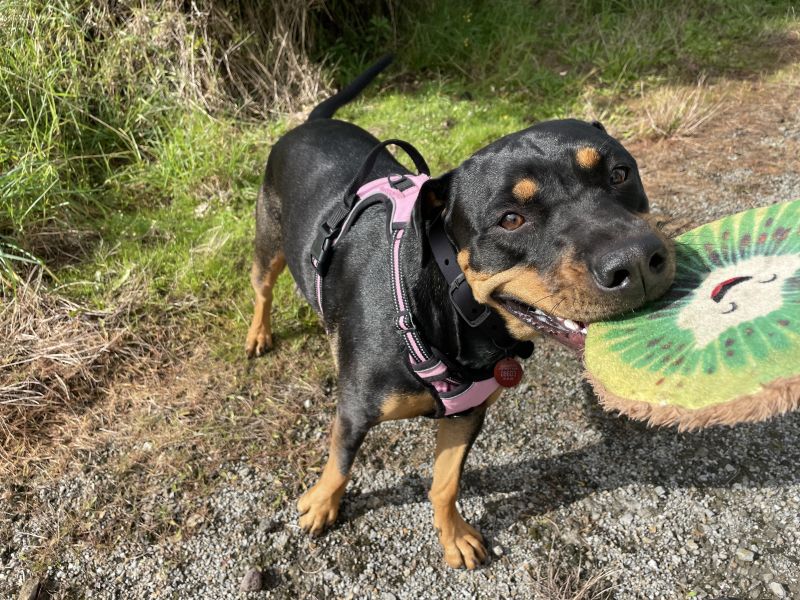 Dog reg campaign launches with a Storm