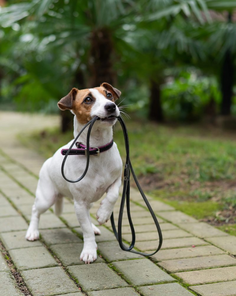 Paws for applause: dog owners snap up early bird registration offer