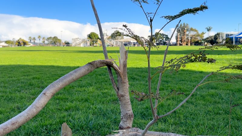 VIDEO – Vandals destroy young saplings on Kerikeri Domain