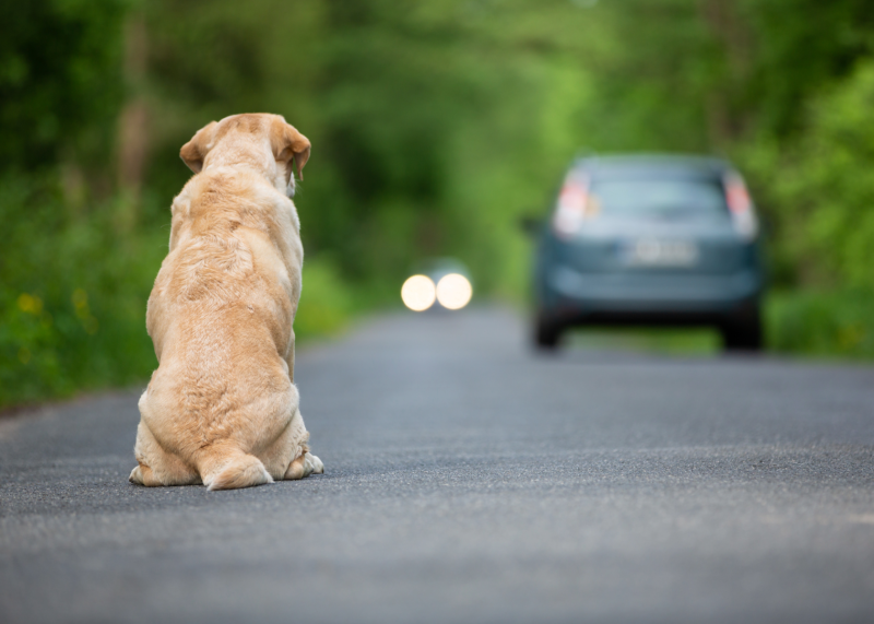 Council gets tough on dog registrations 