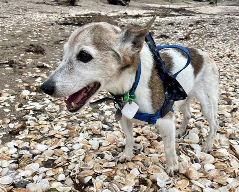 Safer, happier summer holidays start with responsible dog ownership