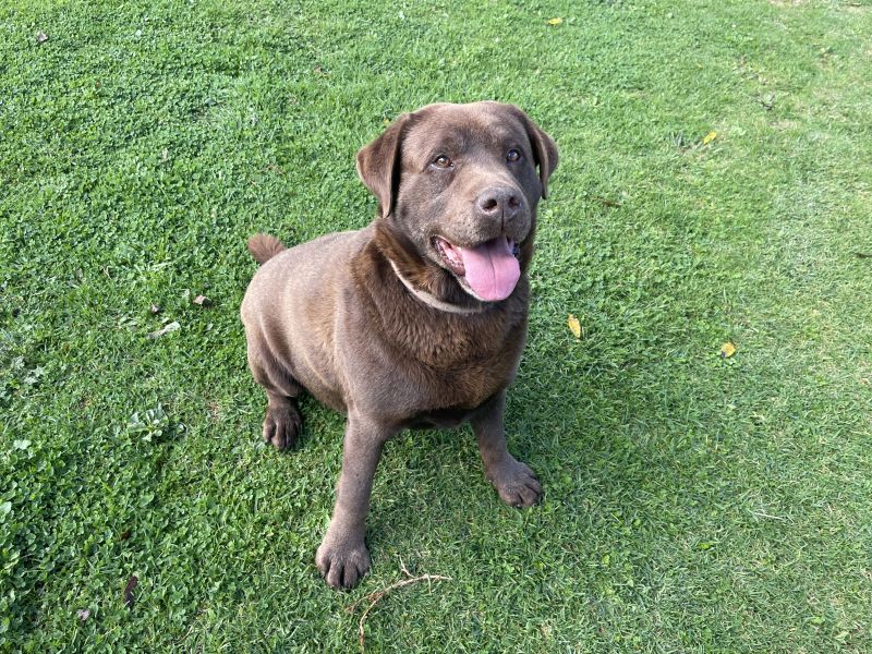 School programme teaches tamariki how to stay safe around dogs